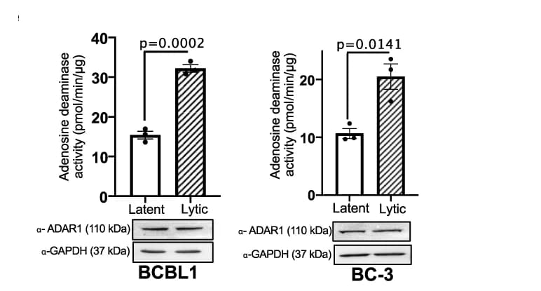 Open access visualization of Bar Plot, Error Bars, Gel, Adenosine Deaminase Activity, Lysates