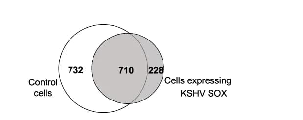 Open access visualization of Venn Diagram, Edited Sites, Control HEK-293T Cells, SOX Overexpressing Cells