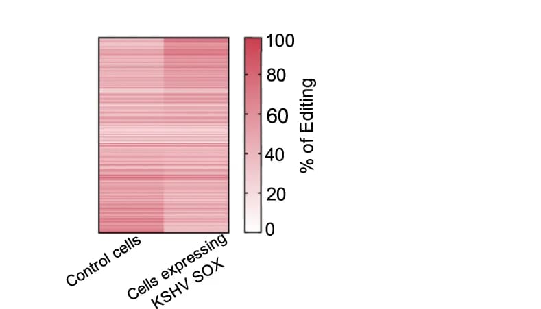 Open access visualization of Heatmap, Editing Level, Control Cells, SOX Overexpressing Cells, Latent Cells