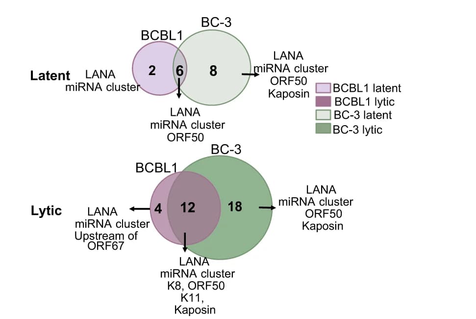 Open access visualization of Venn Diagram, Intersection Analysis, Latent Cells, Lytic Cells, BCBL1 Cells