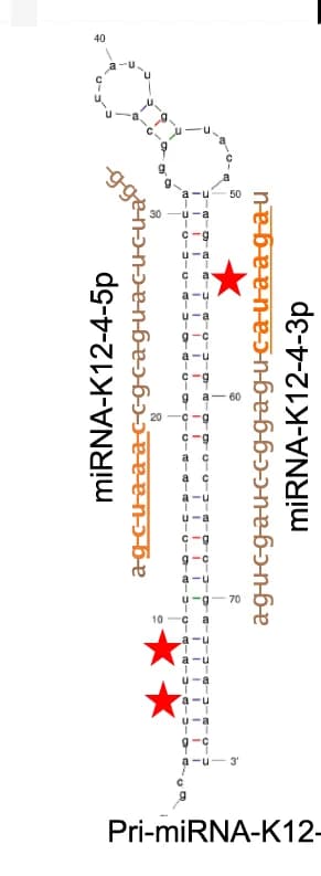 Open access visualization of Chemical Structure, Pri-miRNA-K12-4 transcript, Mature miRNA sequences, miRNA-K12-4-5p, miRNA-K12-4-3p