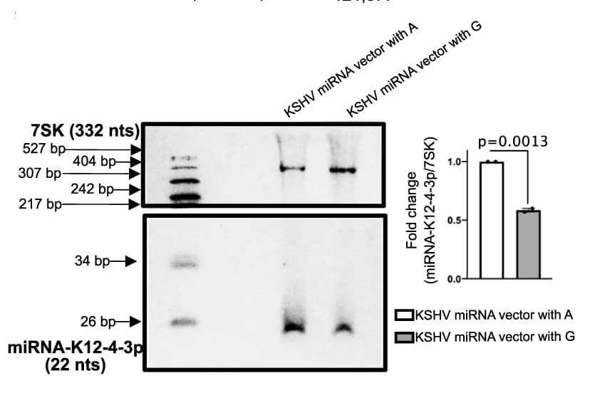 Open access visualization of Bar Plot, Gel, Error Bars, Northern blot analysis, miRNA-K12-4-3p