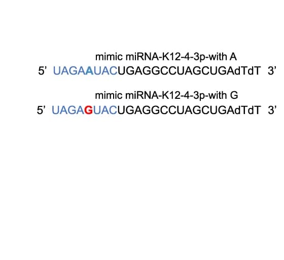Open access visualization of Illustration, 293T Cells, Transfection, Luciferase reporter, 3’-UTR-targets