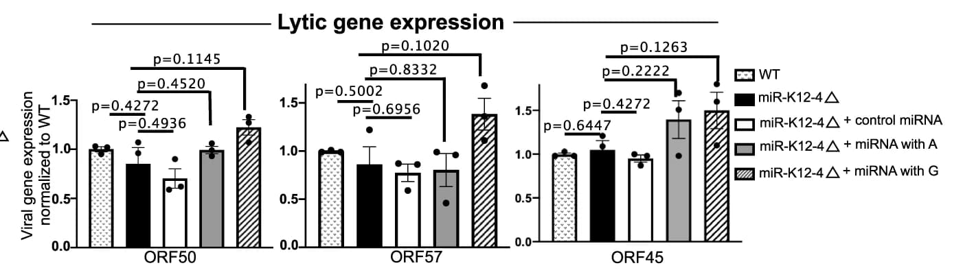 Open access visualization of Bar Plot, Error Bars, Viral Gene Expression, qRT-PCR, miRNA