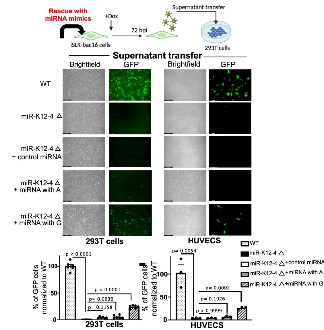 Open access visualization of Bar Plot, Photo, Workflow, Supernatant Transfer Assays, GFP