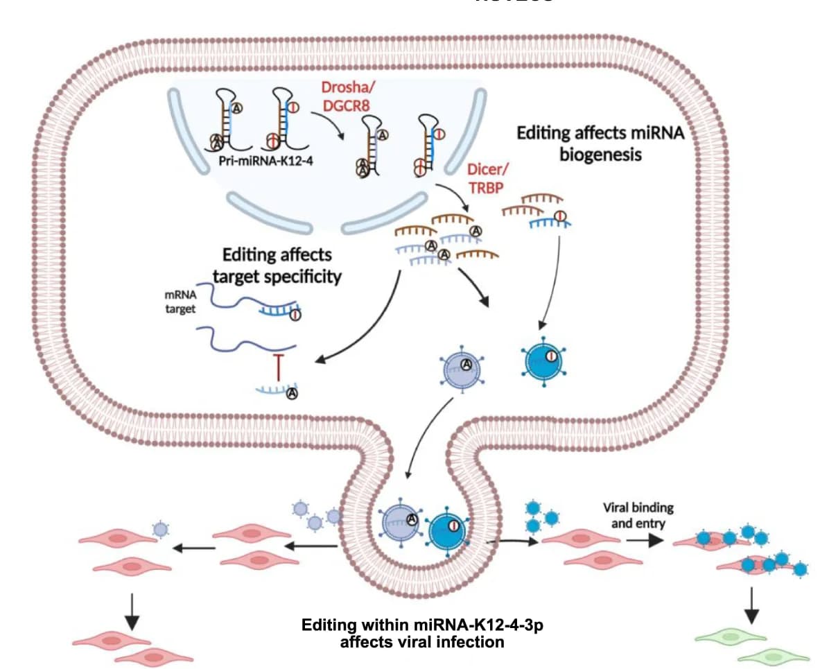 Open access visualization of Workflow, Illustration, A-to-I Editing, pri-miRNA-K12-4, miRNAs