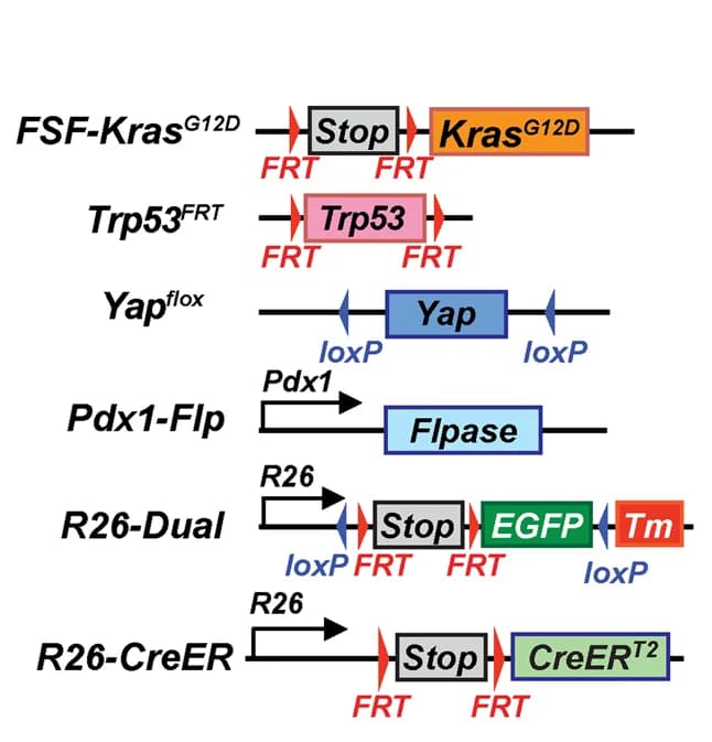 Open access visualization of Workflow, Illustration, Genetic Strategy, Kras G12D, Trp53