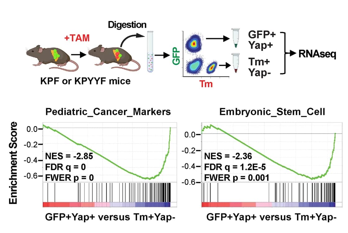 Open access visualization of Line Plot, Experimental Design, Gene Sets Enrichment Analysis, Tm+/Yap− cells, GFP+/Yap+ cells
