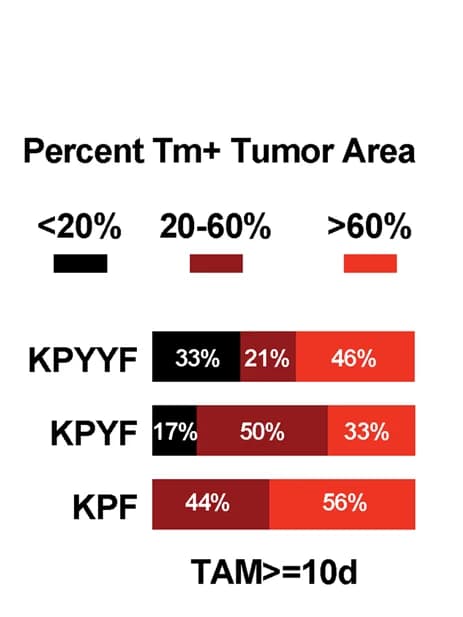 Open access visualization of Stacked Bar Plot, Heatmap, Gene Expression, KPF Tumors, KPYYF Tumors
