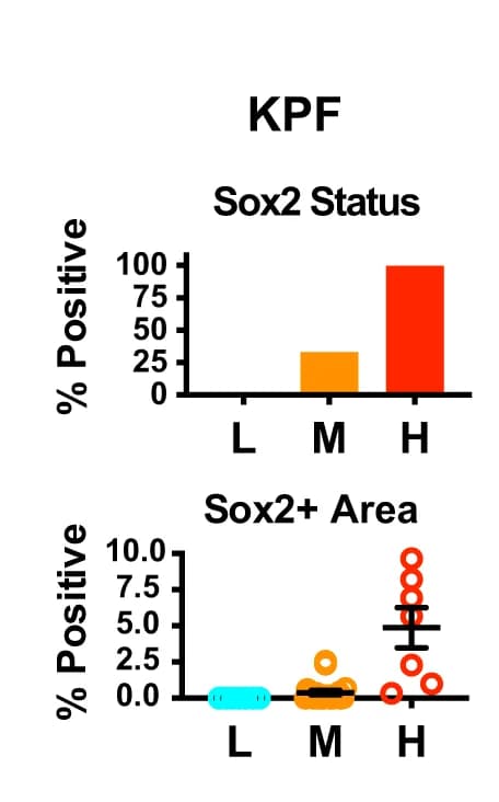Open access visualization of Bar Plot, Scatter Plot, Error Bars, Sox2, Tumors