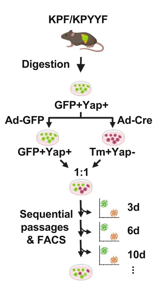 Open access visualization of Workflow, Flowchart, Experimental Design, Ex Vivo Studies, PDAC Lines