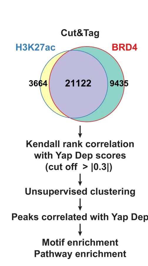 Open access visualization of Venn Diagram, Workflow, Analysis Workflow, Heatmap, Unsupervised Clustering