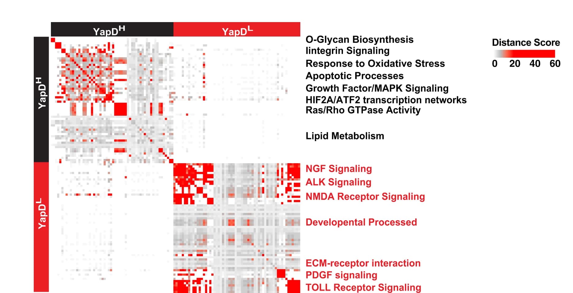 Open access visualization of Heatmap, Clustered, Distance Scores, Enriched Pathways, Biological Processes