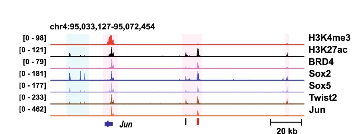 Open access visualization of Line Plot, Genomic Tracks, Cut&Tag, Jun Gene