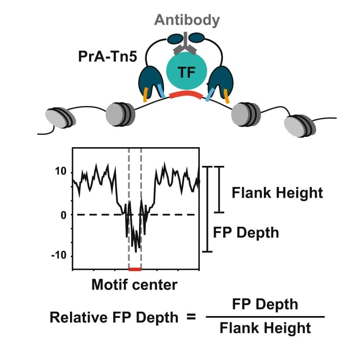 Open access visualization of Line Plot, Chromatin, Transcription Factor, Antibody, ProteinA-Tn5