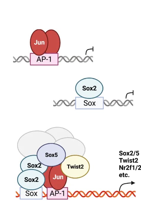 Open access visualization of Illustration, Jun, AP-1 Sites, Transcription, Model