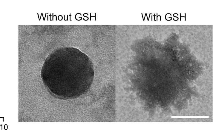 Open access visualization of Microscopy, TEM Images, Nanogels, GSH, ANOVA