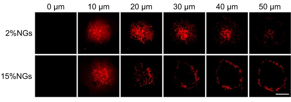 Open access visualization of Microscopy, Permeability, Nanogels, Rhodamine, Stiffness