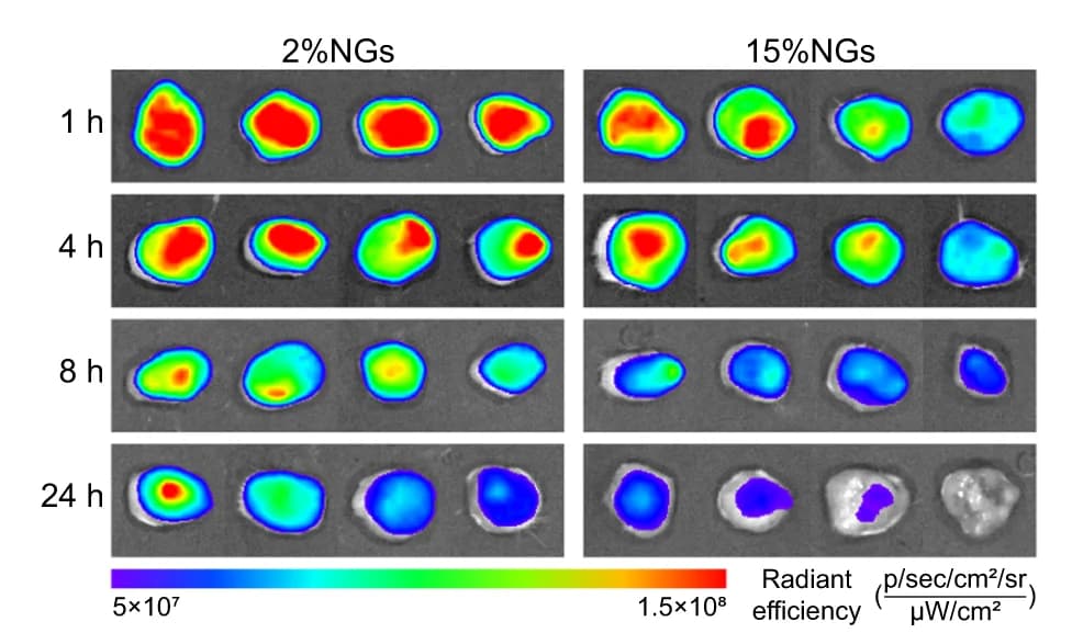 Open access visualization of Microscopy, Fluorescent Images, Tumor Accumulation, ICG, Nanogels