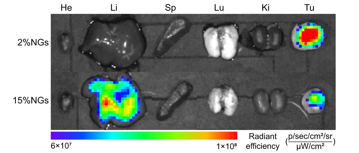 Open access visualization of Microscopy, Ex Vivo, Fluorescent Images, Biodistribution, ICG-loaded Nanogels