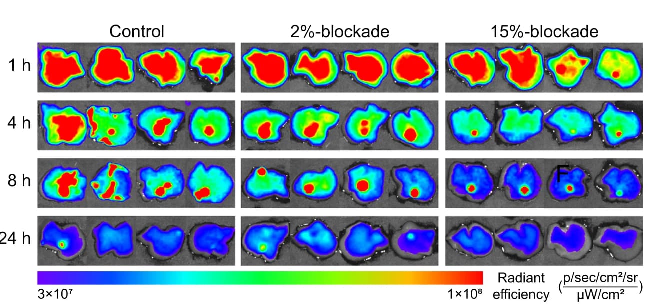 Open access visualization of Microscopy, Ex Vivo, Fluorescent Images, Liver Accumulation, ICG-loaded 2%NGs