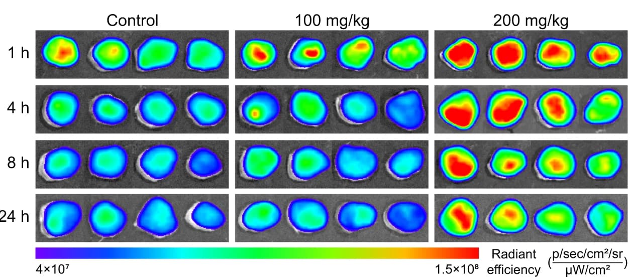 Open access visualization of Microscopy, Ex Vivo, Fluorescent Images, Tumor Accumulation, ICG-loaded 2%NGs