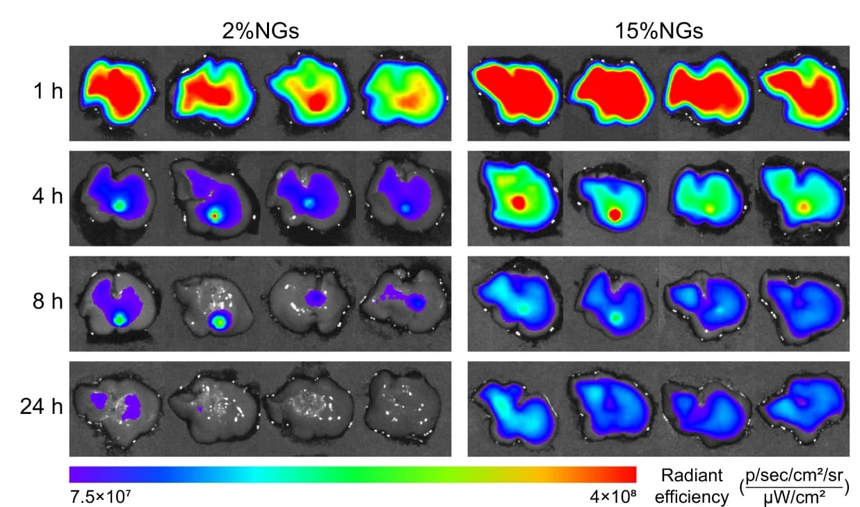 Open access visualization of Microscopy, Ex Vivo, Fluorescent Images, Accumulation, Retention