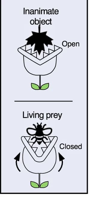 Open access visualization of Illustration, Workflow, Venus Flytrap, Prey, Leaves