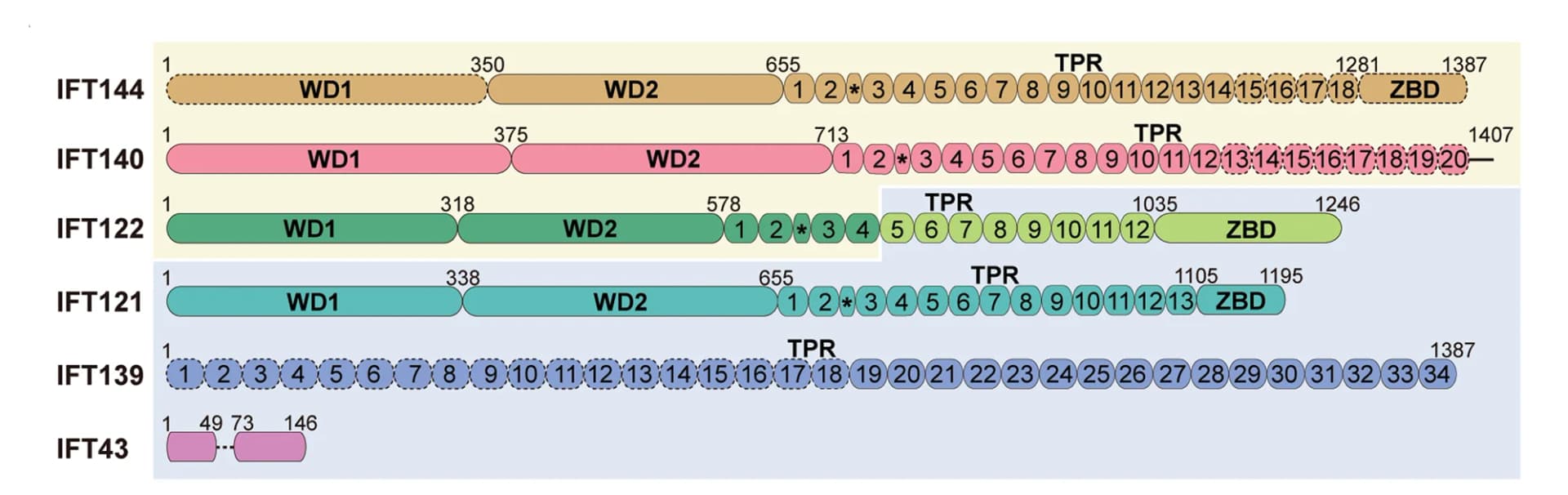 Open access visualization of Illustration, IFT-A Complex, IFT144, IFT140, IFT122