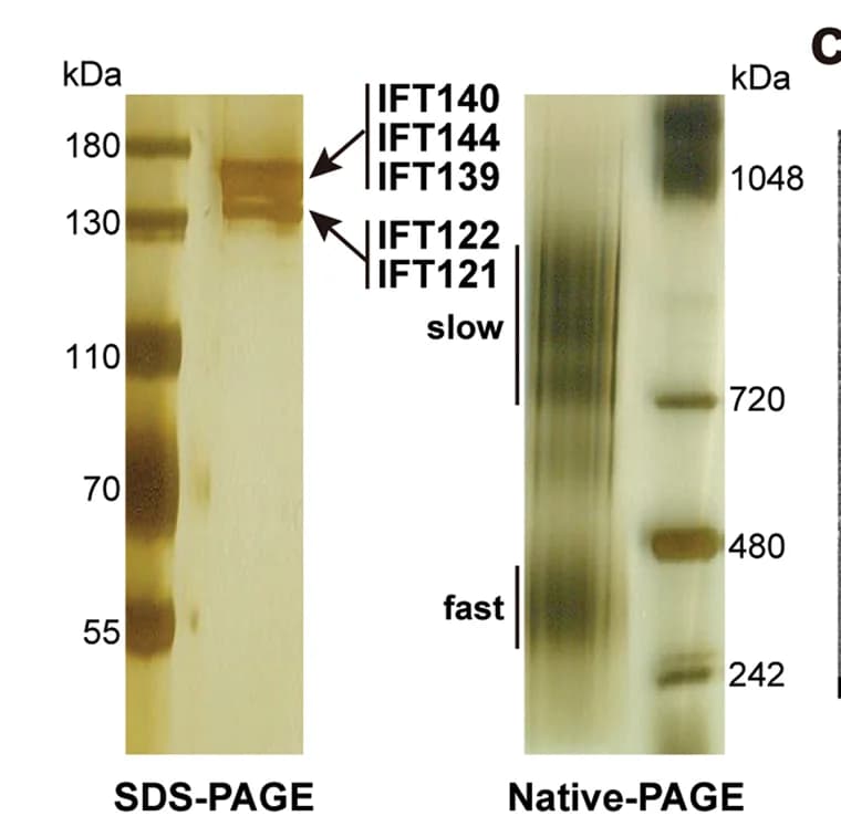 Open access visualization of Gel, Silver Staining, SDS-PAGE Gel, Native-PAGE Gel, IFT-A Complex