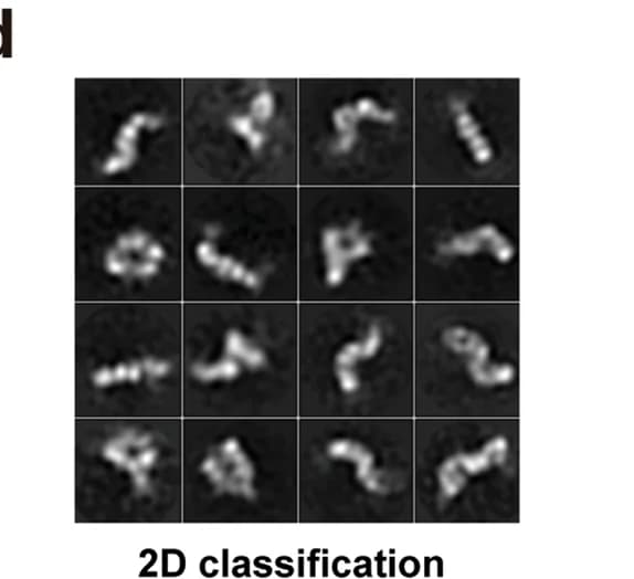 Open access visualization of Microscopy, Schematic Diagram, Conformational Change, Head Module, IFT-A Complex