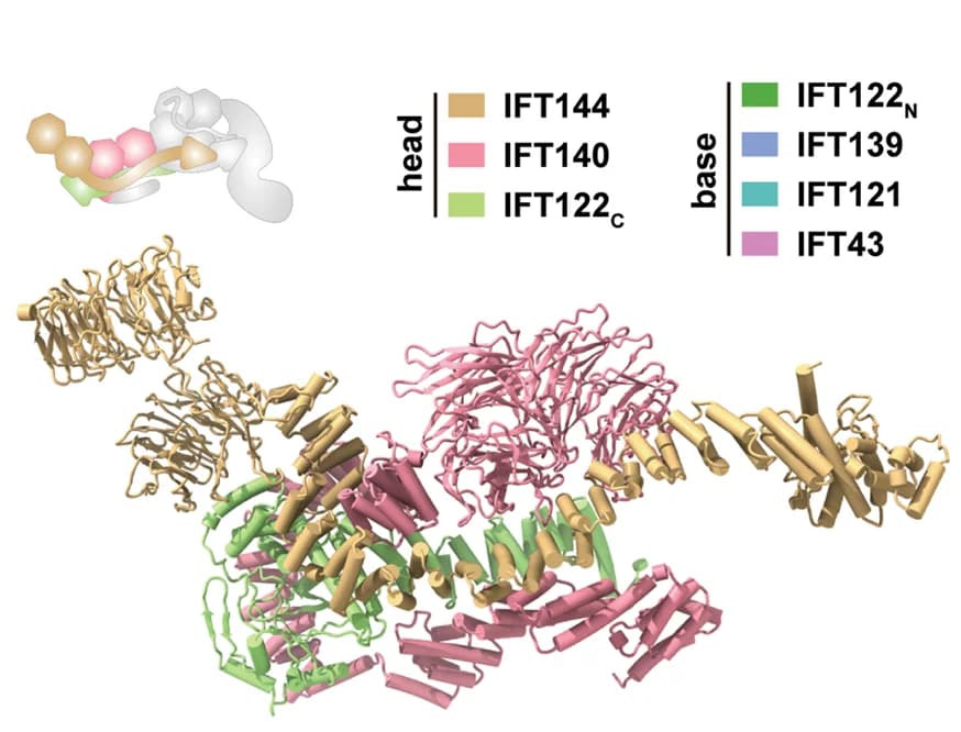 Open access visualization of Protein Structure, Head Module, Atomic Structure, IFT-A