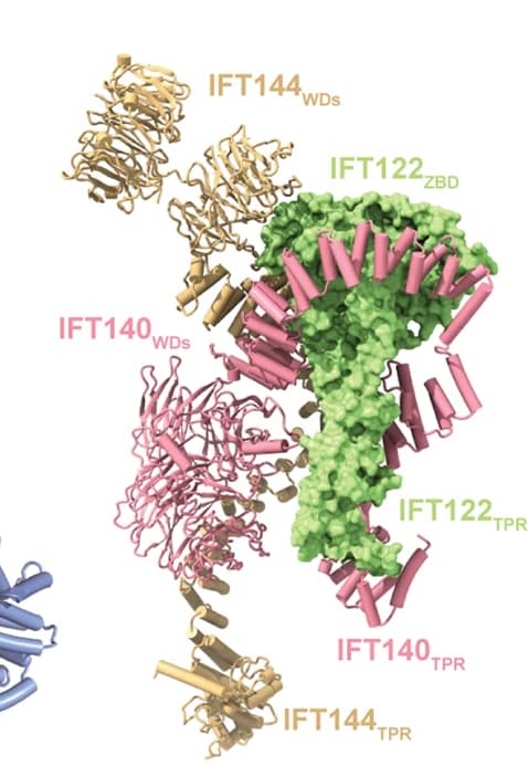 Open access visualization of Protein Structure, 3D Plot, Head Module, IFT122, Surface Representation