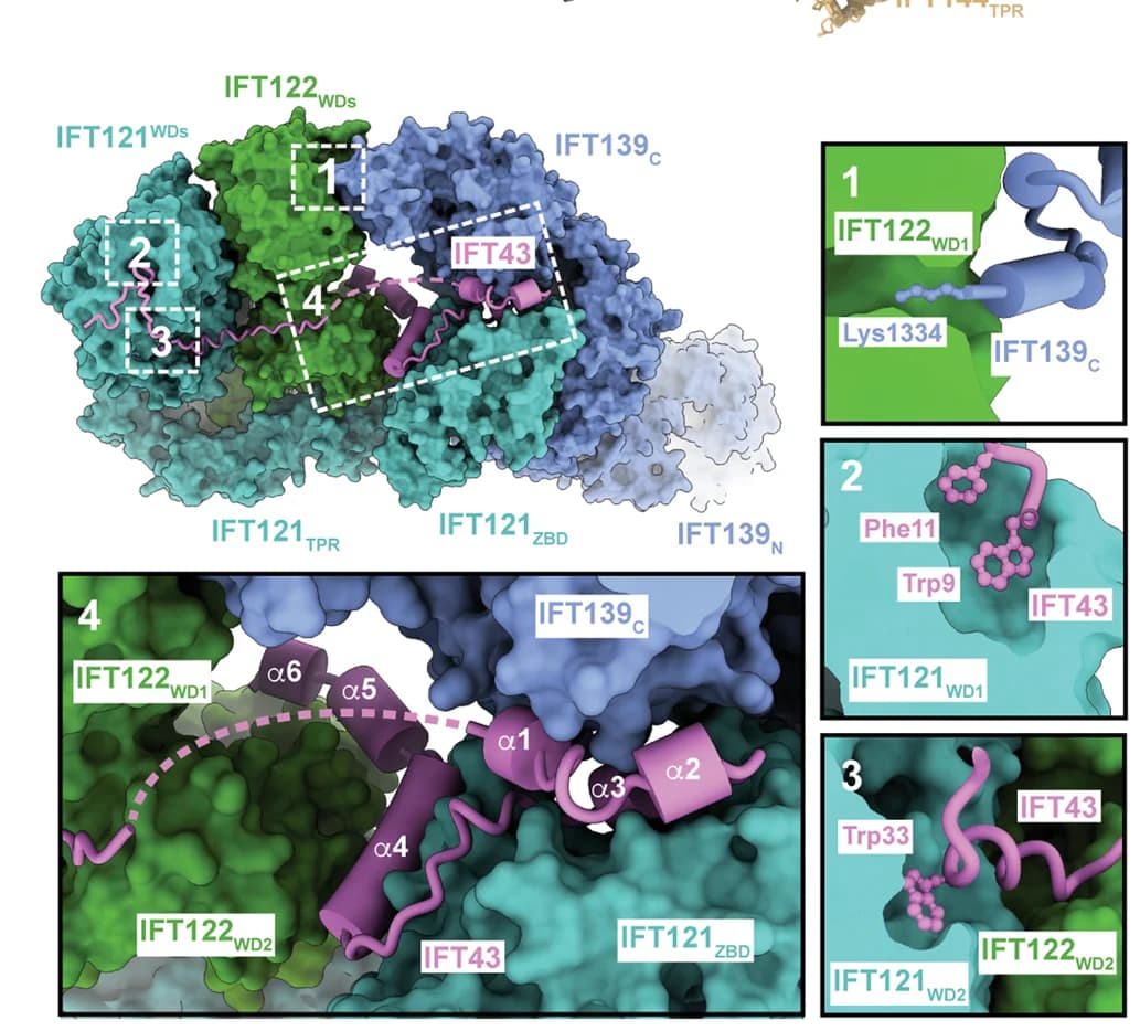 Open access visualization of Protein Structure, Base Module, Interaction Network, IFT122, IFT139