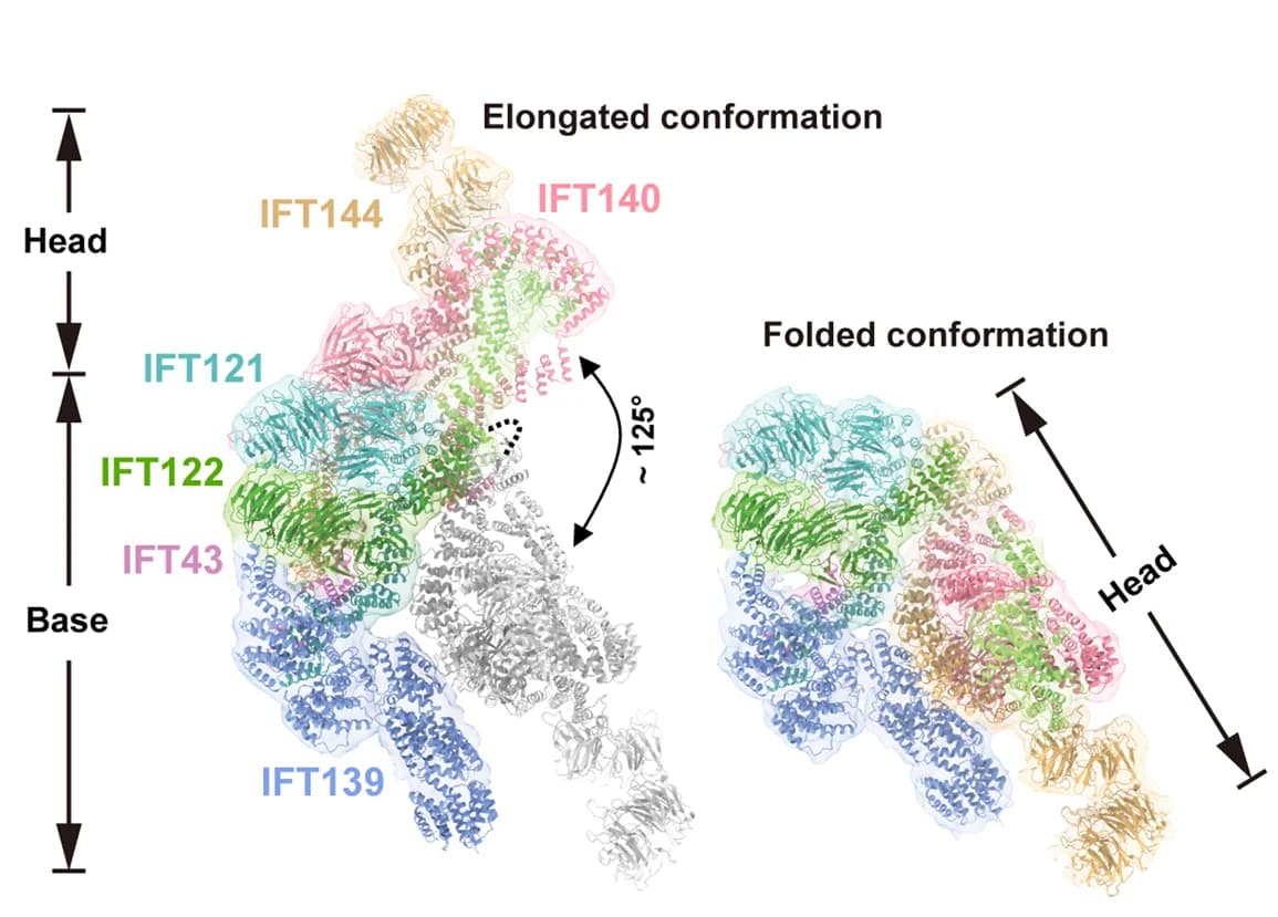 Open access visualization of Protein Structure, Atomic Models, IFT-A, Elongated State, Folded State