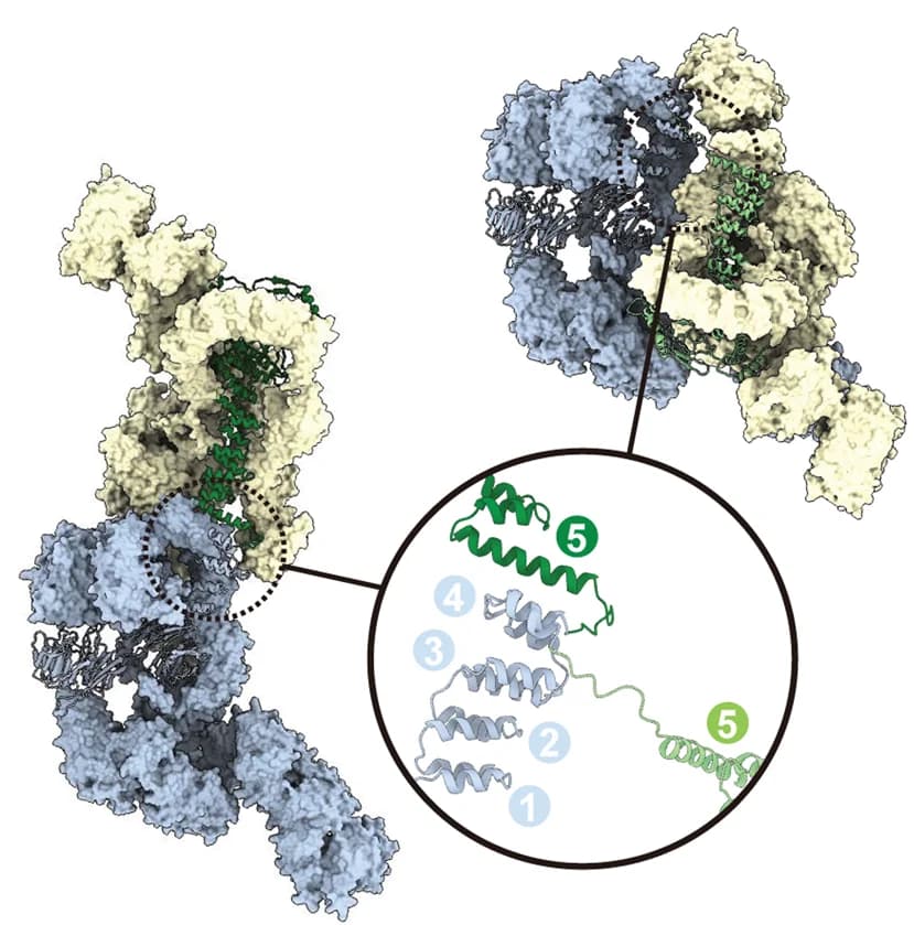 Open access visualization of Protein Structure, Chemical Structure, TPR Arm, IFT122, IFT-A