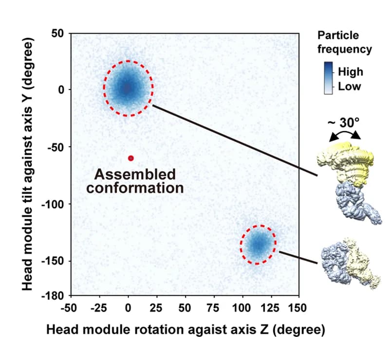 Open access visualization of Scatter Plot, 3D Plot, Head-Base Orientation, Clusters, Elongated State