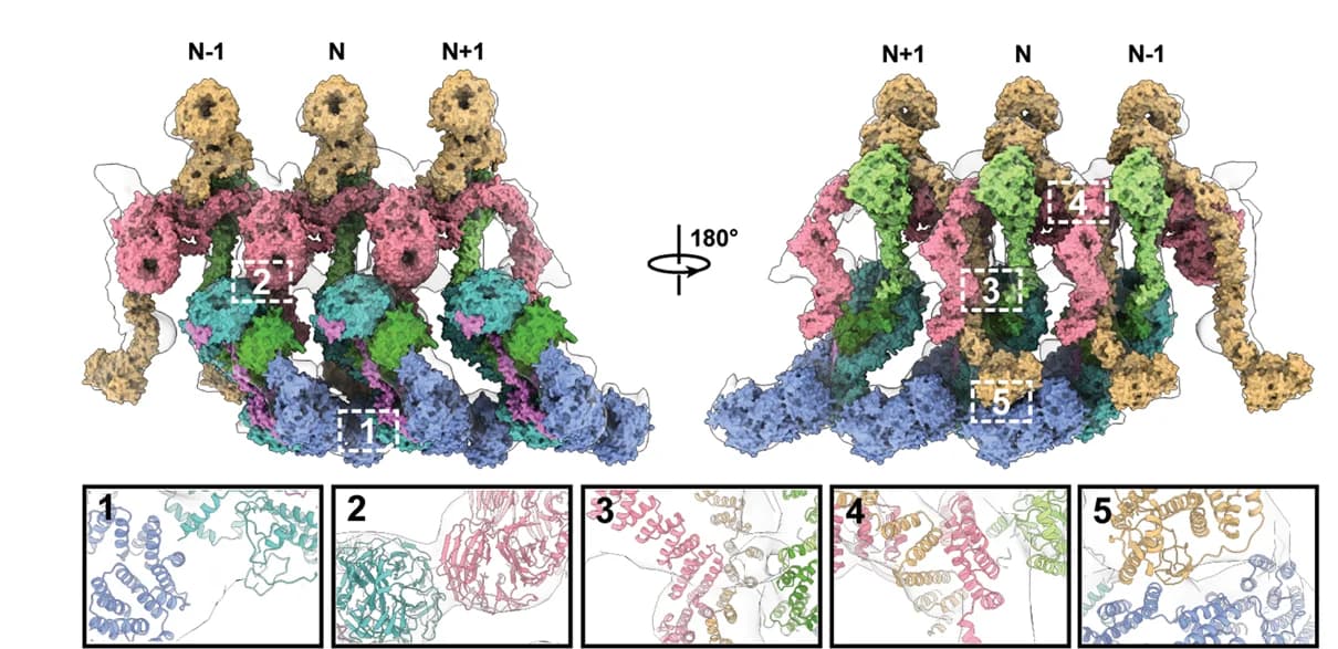 Open access visualization of Protein Structure, Inter-molecule Interactions, IFT121, IFT139, IFT140