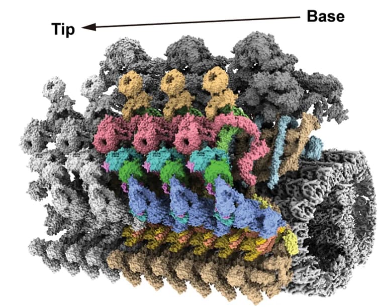Open access visualization of Protein Structure, Chemical Structure, Periodic Arrangement, Anterograde Train, IFT-B