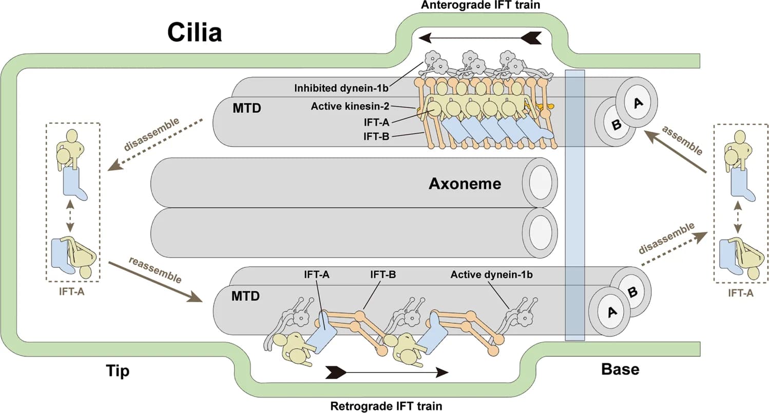 Open access visualization of Workflow, Illustration, IFT-A Complex, IFT Subunits, Retrograde IFT Trains