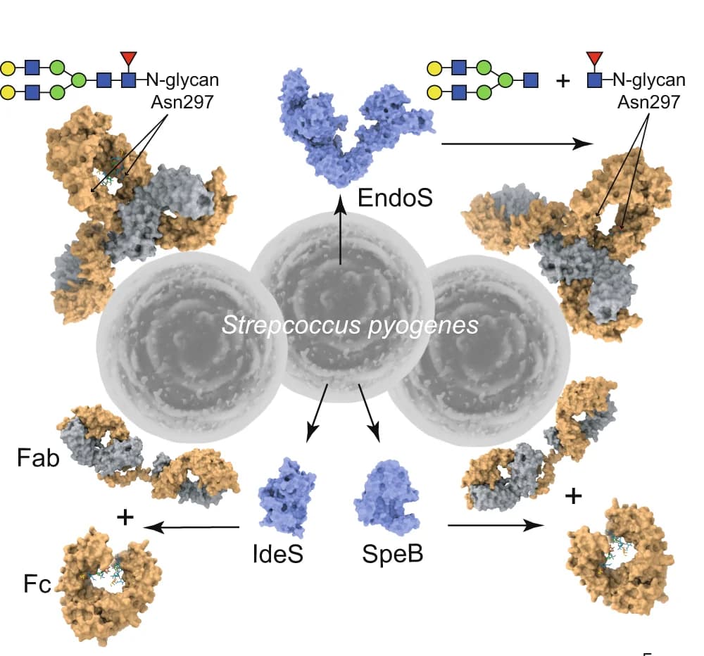 Open access visualization of Workflow, Illustration, Enzymes, IgG Antibodies, Proteases