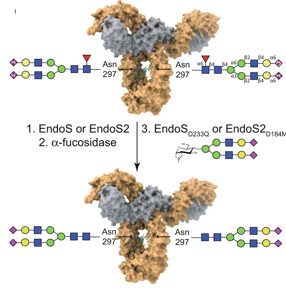 Open access visualization of Workflow, Chemical Structure, Glycans, IgG Antibodies, Fc Region