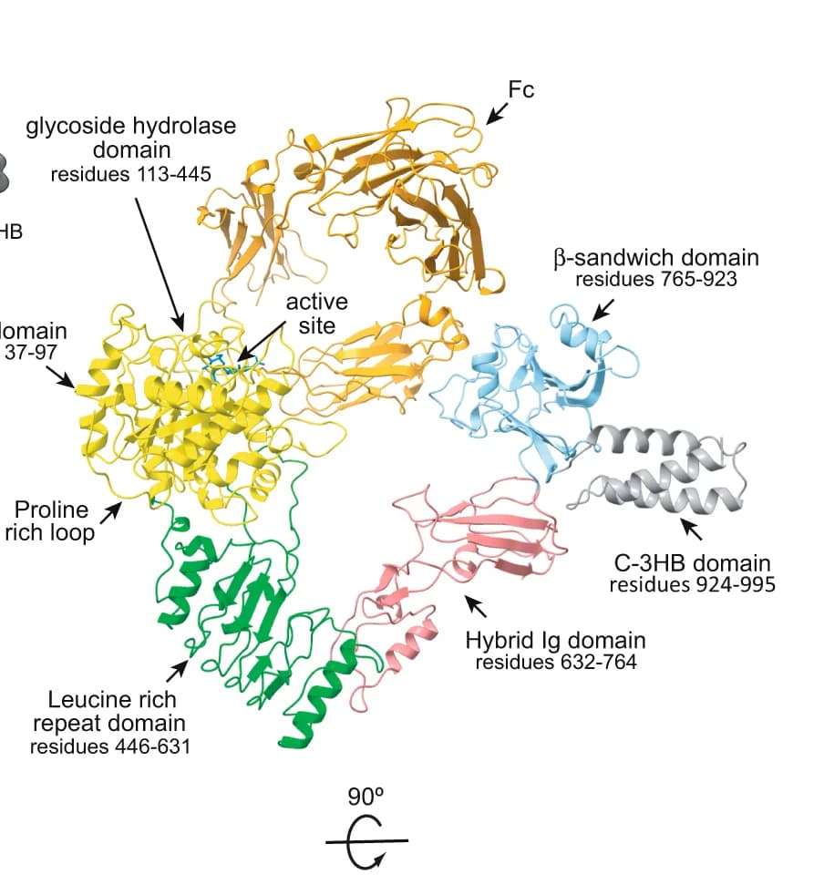 Open access visualization of Protein Structure, Structural Model, EndoS-Fc Complex, Secondary Structure
