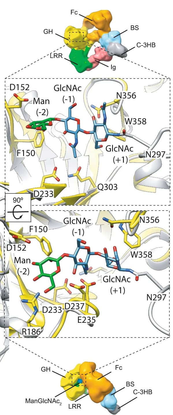 Open access visualization of Protein Structure, N-Glycan, Fc Region, Active Site, EndoS