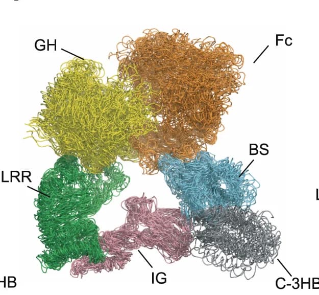 Open access visualization of Protein Structure, Salt-bridge, K323 (EndoS), E294 (Fc), MD simulations