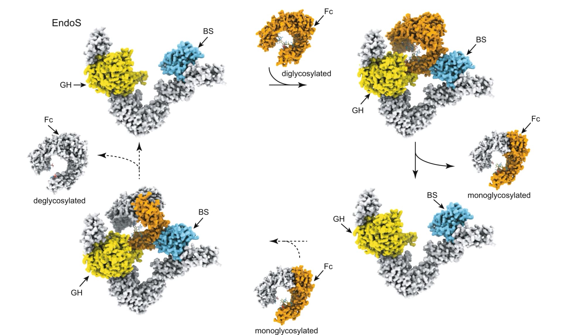 Open access visualization of Workflow, Illustration, Fc, N-glycan, EndoS