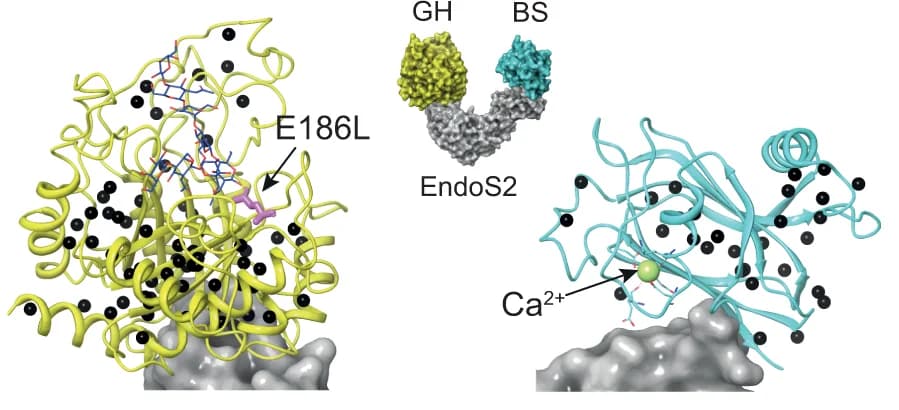 Open access visualization of Protein Structure, Chemical Structure, Crystal Structure, EndoS2, CT N-glycan