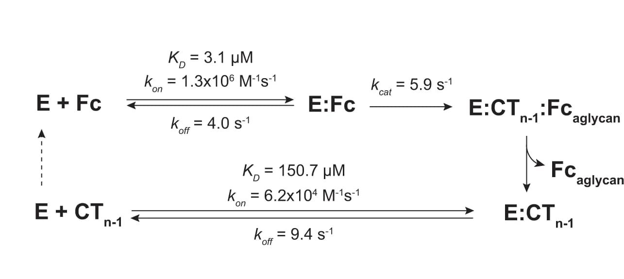Open access visualization of Workflow, Flowchart, Illustration, Fc N-glycan Processing, EndoS2