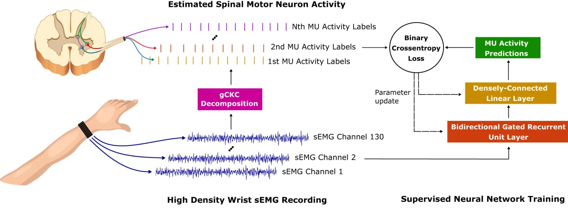Open access visualization of Workflow, Illustration, Line Plot, HD-sEMG, Motor Neuron