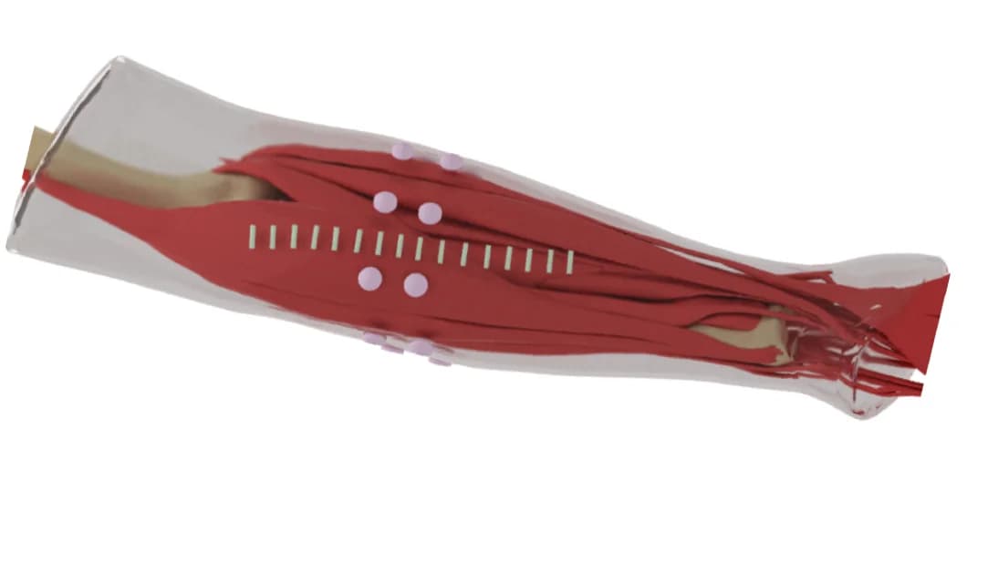 Open access visualization of Protein Structure, 3D Plot, Muscles, Bones, Subcutaneous Tissue